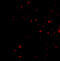 SEN1 antibody, 4275, ProSci, Immunofluorescence image 