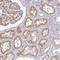 C1q And TNF Related 7 antibody, HPA051797, Atlas Antibodies, Immunohistochemistry frozen image 