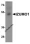 Izumo Sperm-Egg Fusion 1 antibody, 8233, ProSci, Western Blot image 
