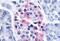 Arginine Vasopressin Receptor 1B antibody, MBS243197, MyBioSource, Immunohistochemistry frozen image 
