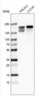 CAP-Gly Domain Containing Linker Protein 1 antibody, NBP2-61144, Novus Biologicals, Western Blot image 