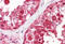 DEAD-Box Helicase 4 antibody, MBS244056, MyBioSource, Immunohistochemistry frozen image 