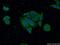 ATF4 antibody, 60035-1-Ig, Proteintech Group, Immunofluorescence image 