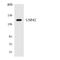 Ubiquitin Specific Peptidase 42 antibody, LS-C200809, Lifespan Biosciences, Western Blot image 