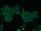 Quinolinate Phosphoribosyltransferase antibody, 25174-1-AP, Proteintech Group, Immunofluorescence image 