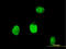 BLM RecQ Like Helicase antibody, LS-C196753, Lifespan Biosciences, Immunofluorescence image 
