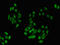 TGFB Induced Factor Homeobox 2 antibody, orb400376, Biorbyt, Immunocytochemistry image 