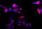 Tubulin Beta 3 Class III antibody, GTX11314, GeneTex, Immunofluorescence image 