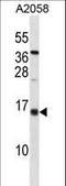 Id-3 antibody, LS-C159878, Lifespan Biosciences, Western Blot image 