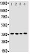 BUB3 Mitotic Checkpoint Protein antibody, PA1645, Boster Biological Technology, Western Blot image 
