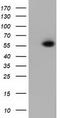 Peptidase D antibody, TA501727S, Origene, Western Blot image 