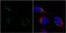 Nucleobindin 1 antibody, GTX114593, GeneTex, Immunofluorescence image 