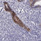Pappalysin 1 antibody, HPA001667, Atlas Antibodies, Immunohistochemistry frozen image 