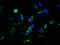 CNTFR-alpha antibody, CSB-PA005684EA01HU, Cusabio, Immunofluorescence image 