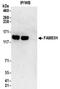 Protein FAM83H antibody, NBP2-32219, Novus Biologicals, Immunoprecipitation image 
