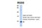Regulator of G-protein signaling 5 antibody, 27-222, ProSci, Western Blot image 