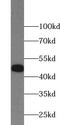 Zinc finger protein 271 antibody, FNab09678, FineTest, Western Blot image 