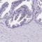 Proline Rich 15 antibody, HPA040996, Atlas Antibodies, Immunohistochemistry paraffin image 