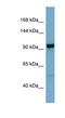 N-Deacetylase And N-Sulfotransferase 4 antibody, NBP1-62410, Novus Biologicals, Western Blot image 