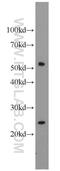 LUC7L3 antibody, 14504-1-AP, Proteintech Group, Western Blot image 