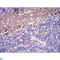 Fibrinogen Gamma Chain antibody, LS-C812601, Lifespan Biosciences, Flow Cytometry image 
