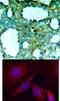 Alpha-PAK antibody, 79-177, ProSci, Immunofluorescence image 