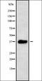 GTP-binding protein REM 2 antibody, orb338349, Biorbyt, Western Blot image 