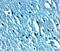 Transient Receptor Potential Cation Channel Subfamily C Member 3 antibody, NBP2-82043, Novus Biologicals, Immunohistochemistry frozen image 