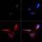 CDKN2A antibody, GTX20470, GeneTex, Immunocytochemistry image 