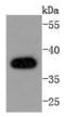 Protein Kinase AMP-Activated Non-Catalytic Subunit Beta 1 antibody, A03741-1, Boster Biological Technology, Western Blot image 