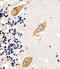 Terminal Nucleotidyltransferase 2 antibody, MBS9212203, MyBioSource, Immunohistochemistry frozen image 