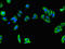Solute Carrier Family 7 Member 7 antibody, LS-C398546, Lifespan Biosciences, Immunofluorescence image 