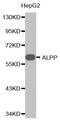 Alkaline Phosphatase, Placental antibody, MBS127480, MyBioSource, Western Blot image 