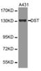 DST antibody, MBS127562, MyBioSource, Western Blot image 