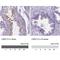 Leucine Rich Repeat Containing 73 antibody, NBP1-91736, Novus Biologicals, Immunohistochemistry paraffin image 