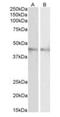 Ring Finger Protein 13 antibody, orb153647, Biorbyt, Western Blot image 