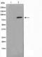 Glucocorticoid receptor antibody, TA325754, Origene, Western Blot image 