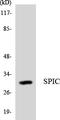 Spi-C Transcription Factor antibody, LS-C200716, Lifespan Biosciences, Western Blot image 