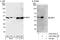 PA2G4 antibody, A303-083A, Bethyl Labs, Immunoprecipitation image 