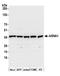 ARSA antibody, A305-452A, Bethyl Labs, Western Blot image 