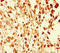 UBX Domain Protein 2B antibody, orb29167, Biorbyt, Immunohistochemistry paraffin image 