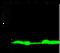 ADF antibody, 10384-R116, Sino Biological, Western Blot image 