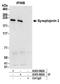 Synaptojanin 2 antibody, A303-963A, Bethyl Labs, Immunoprecipitation image 