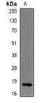 Ribonuclease A Family Member 13 (Inactive) antibody, orb340726, Biorbyt, Western Blot image 