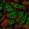 Ral GTPase Activating Protein Non-Catalytic Beta Subunit antibody, NBP2-14738, Novus Biologicals, Immunofluorescence image 