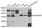 Corticosteroid-binding globulin antibody, TA332926, Origene, Western Blot image 
