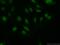 MDS1 And EVI1 Complex Locus antibody, 23201-1-AP, Proteintech Group, Immunofluorescence image 