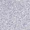 Titin antibody, HPA007042, Atlas Antibodies, Immunohistochemistry frozen image 