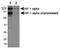 Hypoxia-inducible factor 1-alpha antibody, TA336704, Origene, Western Blot image 