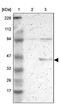 Ribosomal Protein L3 antibody, PA5-51912, Invitrogen Antibodies, Western Blot image 